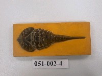 藏品(古節肢動物模型)的圖片